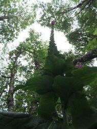 Lush British Columbia Forest & Fauna on Vancouver Island