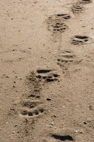 Black Bear Prints in the Coastal Golden Sands of Vancouver Island