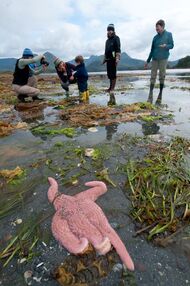 Marine Biology and Research Near Kyuquot, Vancouver Island