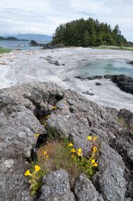 Beautiful Coastal Waters and Nature on Vancouver Island