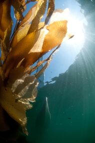 Giant Leaf Kelp