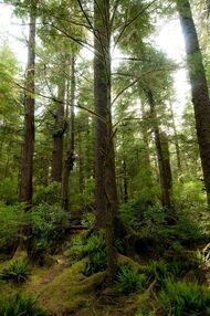 Adventure Travel to the Stunning Nature and Forests of Vancouver Island, BC