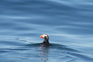 Tufted Puffin near West Coast Expeditions' base camp