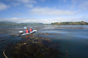 image by Boomer Jerritt sea kayaking through kelp forest on west coast