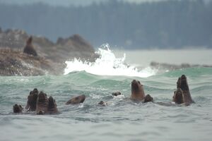 Stellar Sea Lions and Marine Biology near Brooks Peninsula on Vancouver Island