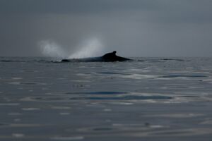 image by Tim Solar Whale Watching - Kayaking on the Coastal Waters of Vancouver Island
