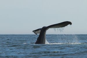 image by Mike Byrne humpback whale tail diving in Checleset Bay
