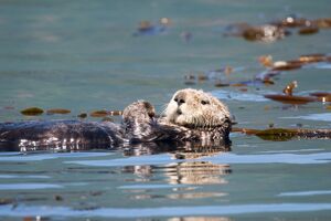 image by Gordon Ross male sea otter in kelp forest, west coast Vancouver Island