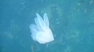 Nudibranch