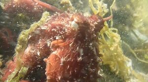 Octopus!