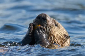 sea otter eating crab
