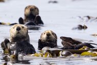 Sea Otters Swimming off Vancouver Island, British Columbia