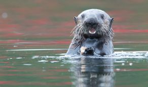 5-Day Sea Otter Kayak Tour