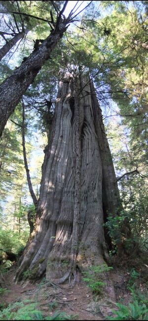 Majestic Old Growth Cedars on Spring Island, West Coast Vancouver Island, BC