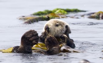 Kayaking With Otters