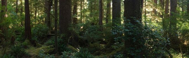 Lush Vancouver Island West Coast Rainforest in British Columbia