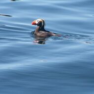 image by Caroline Fisher Tufted Puffin - Marine Biology while base camp kayaking