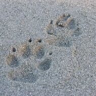 Beach Sand Foot Prints on Vancouver Island