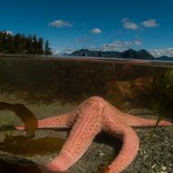 image by Bruce Kirkby Inter Tidal Marine Wild Life - Star Fish in the Coastal Waters of Vancouver Island