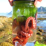 A Small Octopus - Marine Inter Tidal Coastal Life