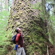 Vancouver Island's Old Growth Forest