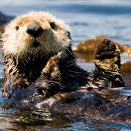 Sea Otters basking in the Sun Lit Waters of Vancouver Island